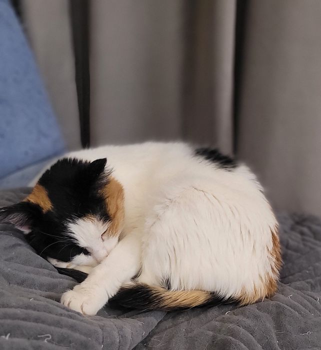 Отдаём в добрые руки