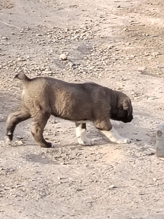 Kichkina kuchukcha holati zo'r 1 oydan oshgan