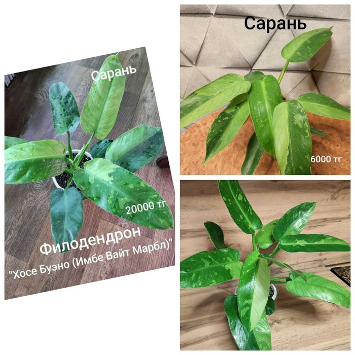 Филодендрон филодендрон