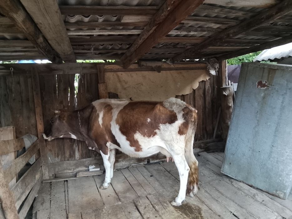 Продам молочную корову