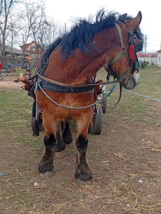 Vând său schimb cal castrat semgreu