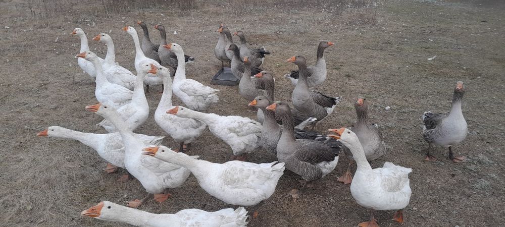 Продам гусей живьём