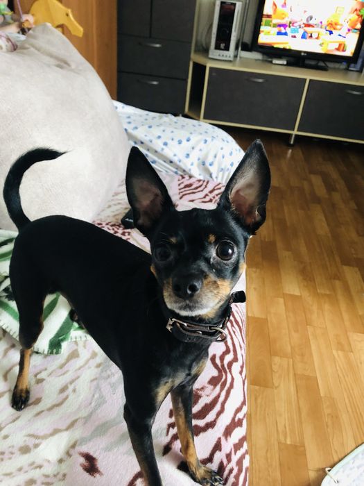 Случка, той- терьер, мальчик