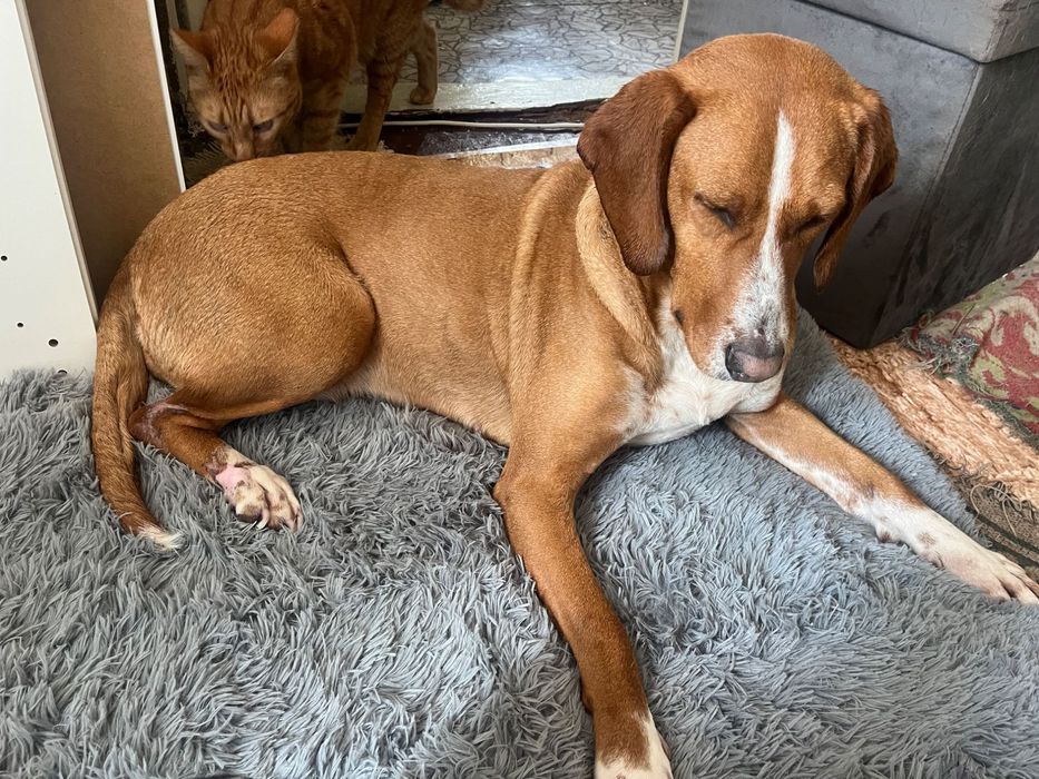 Подарявам Куче за лов