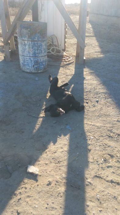 Аңшылыққа арналған күшік