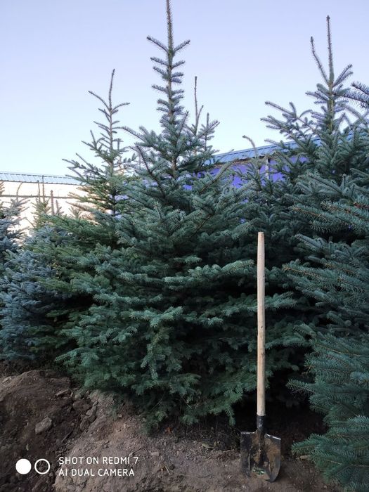 Ёлки России ( ел ) арча