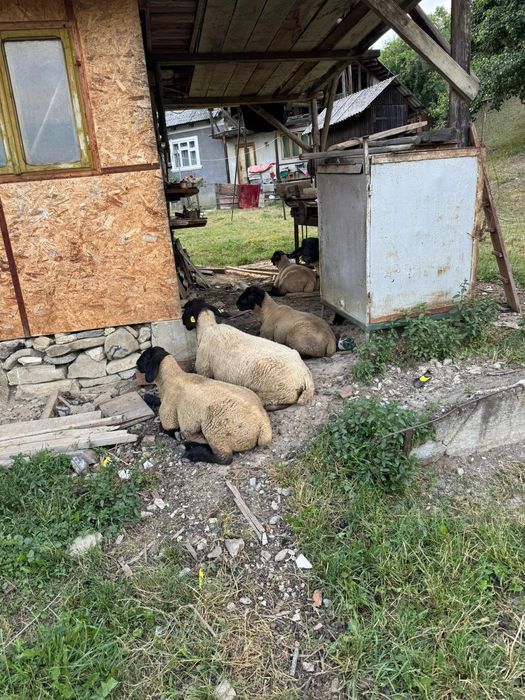 Berbecuti suffolk  6luni  ,la vanzare