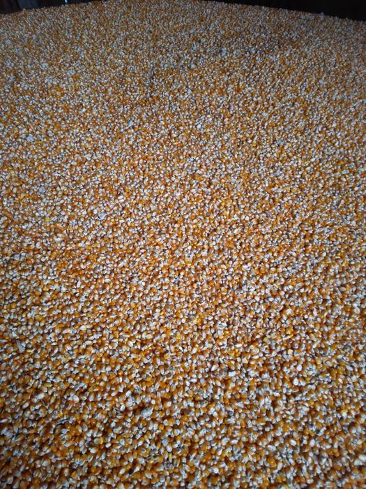 VIND GRAUNTE  PIONER   90 95 foarte uscate cu umiditate 16  ,17