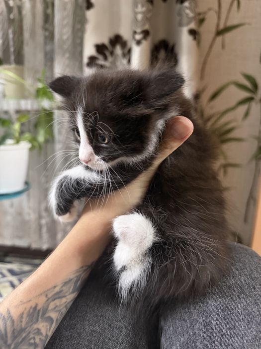 Котята мальчики в добрые руки