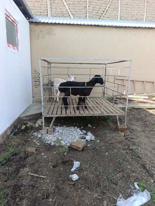 Qoyxona srochni sotiladi qoʻy boqmoqchi boʻlganlarga mos