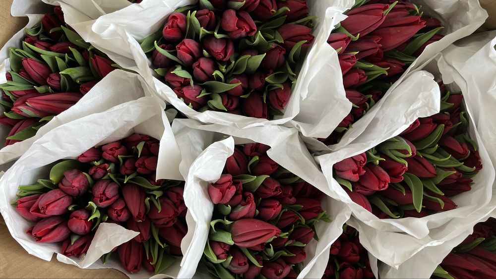 Тюльпаны высокого качества