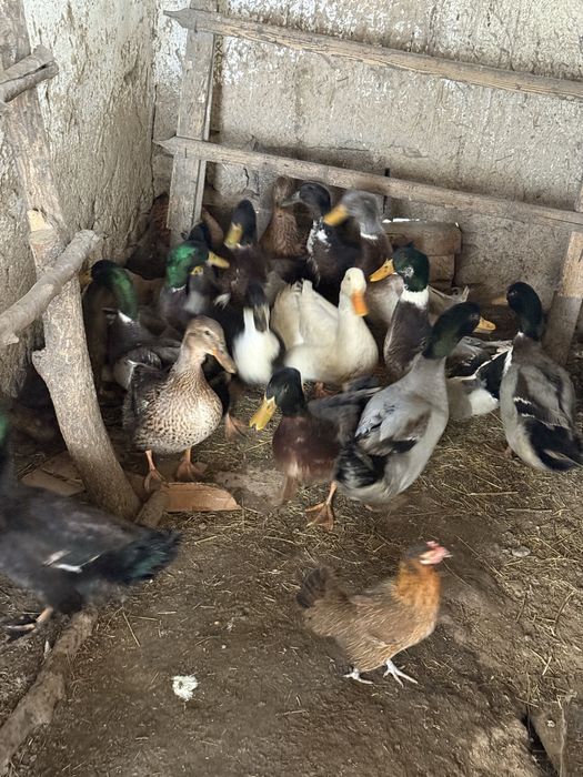 Индюки куры утки