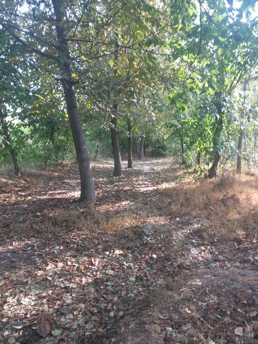 25-yillik yong'oq daraxtlari 30 dona Samarqand Jomboy