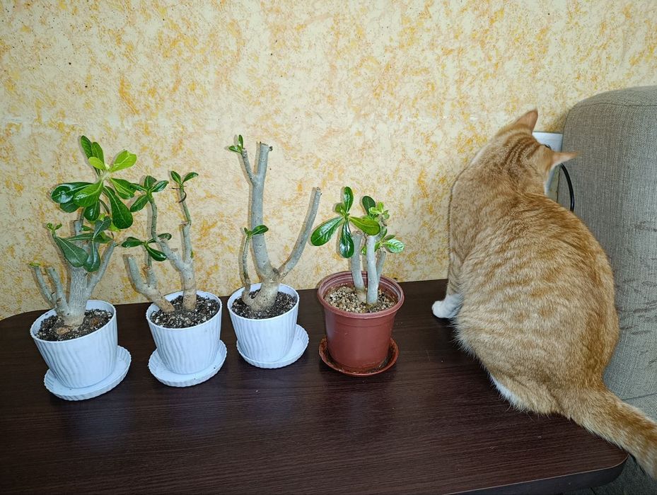 Адениум Микс. Продаю свои семена и черенки. И  Укоренённые черенки