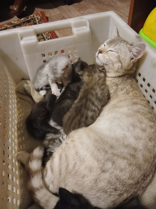 Отдам котят в добрые руки
