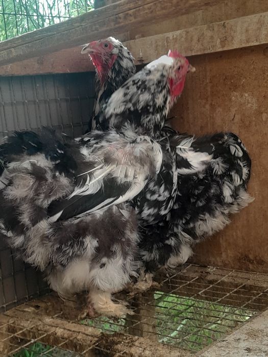 Miramir tovuqlari sotiladi !!!