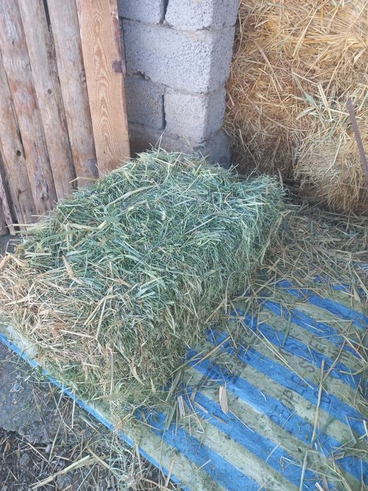 Пресс шөп сатылады.