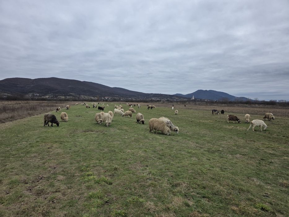 Vând 34 de oi 30 mature din care 15 sunt cu mieii  si 3 miele