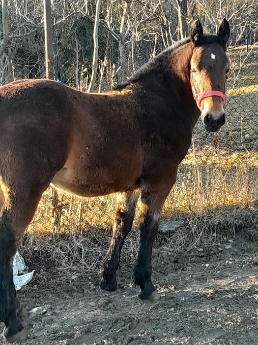 Vand manza de 6 luni