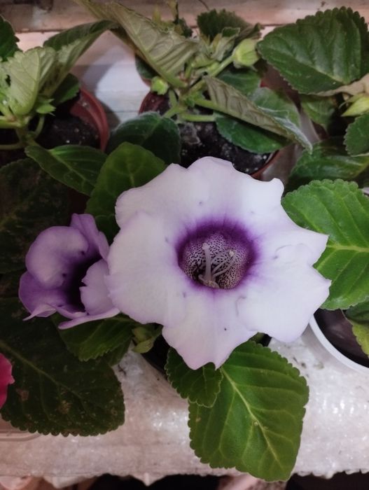 Глоксиния Аванти