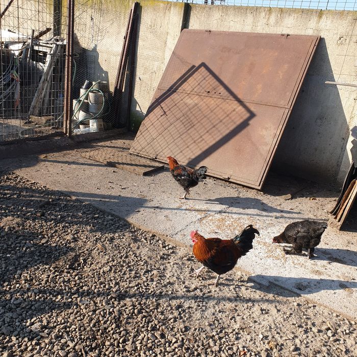 Петли черен мед маран 7мес 45лв бр гр сливен