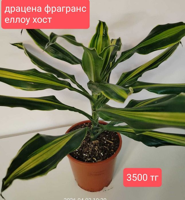 Комнатные растения.