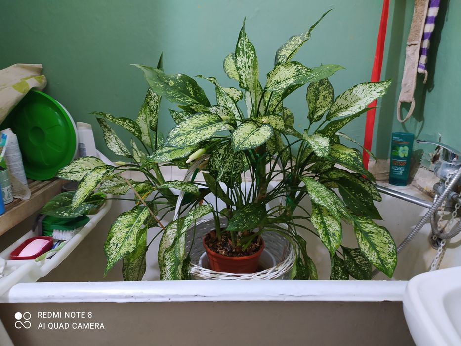 Аглоонема ухоженные