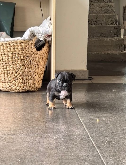 French Bully Кучета