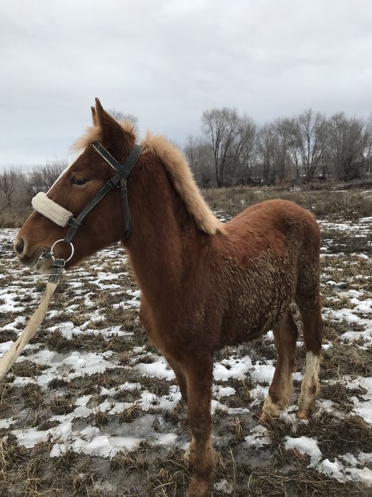 Еркек тай дончак