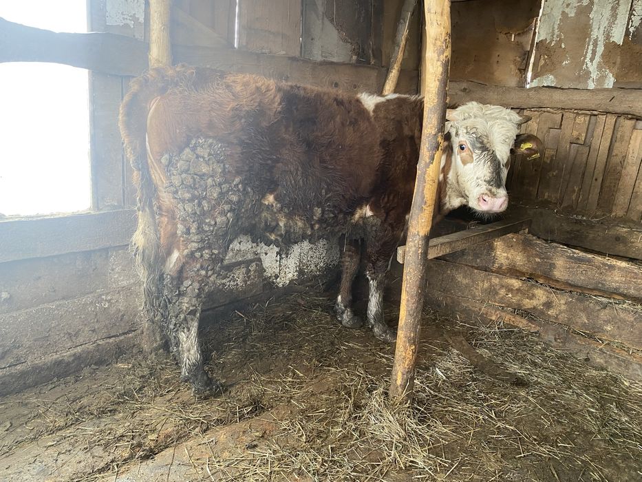 Продам двух бычков