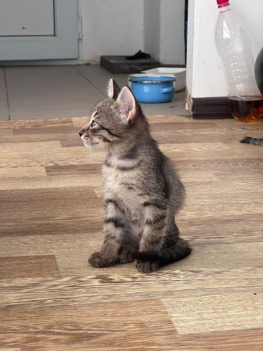 Отдам котят в добрые руки