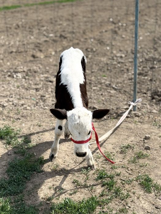 Сүтті бұзаулы сиыр