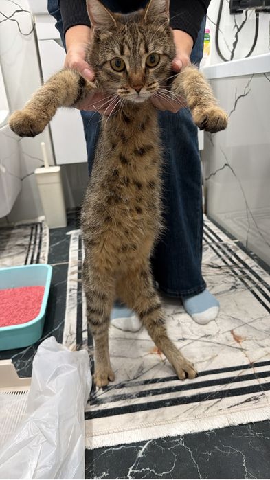 Котята помись с бенгалами