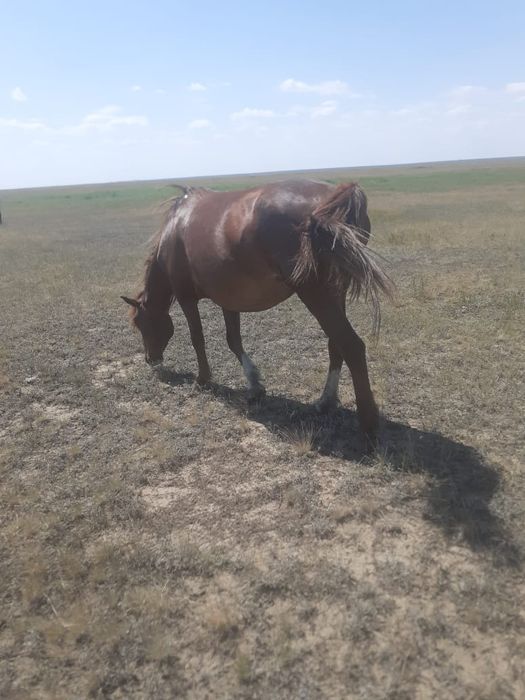 Продам кобылу  цена 700 тыс