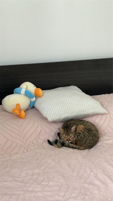 Pisicuță pentru adoptie