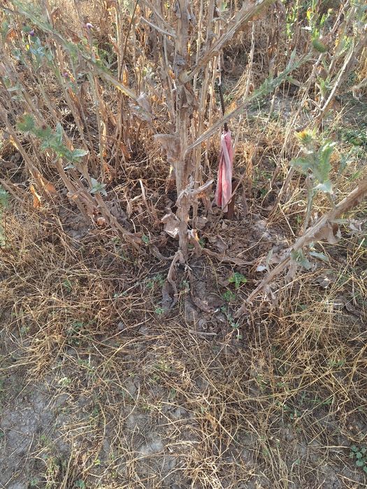 В продаже  участок Исаево