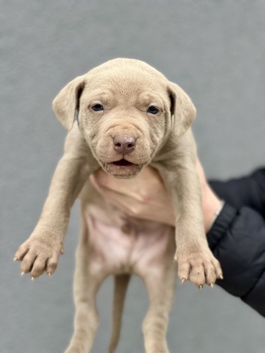 Питбул  blue fawn