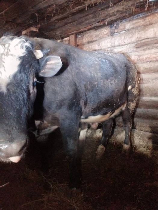 Продам бычков 15 головы с откорма