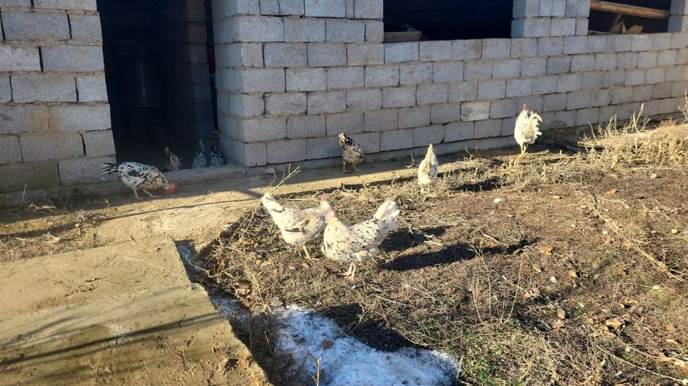 Леггорн далматинец