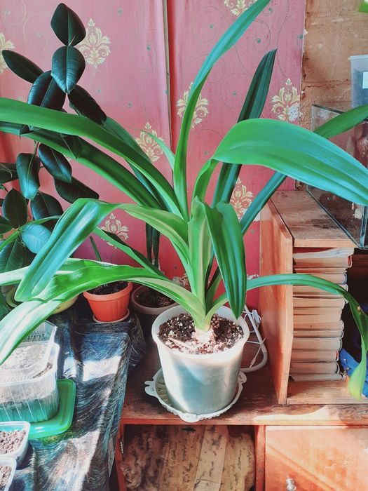 Продам комнатный цветок!!!