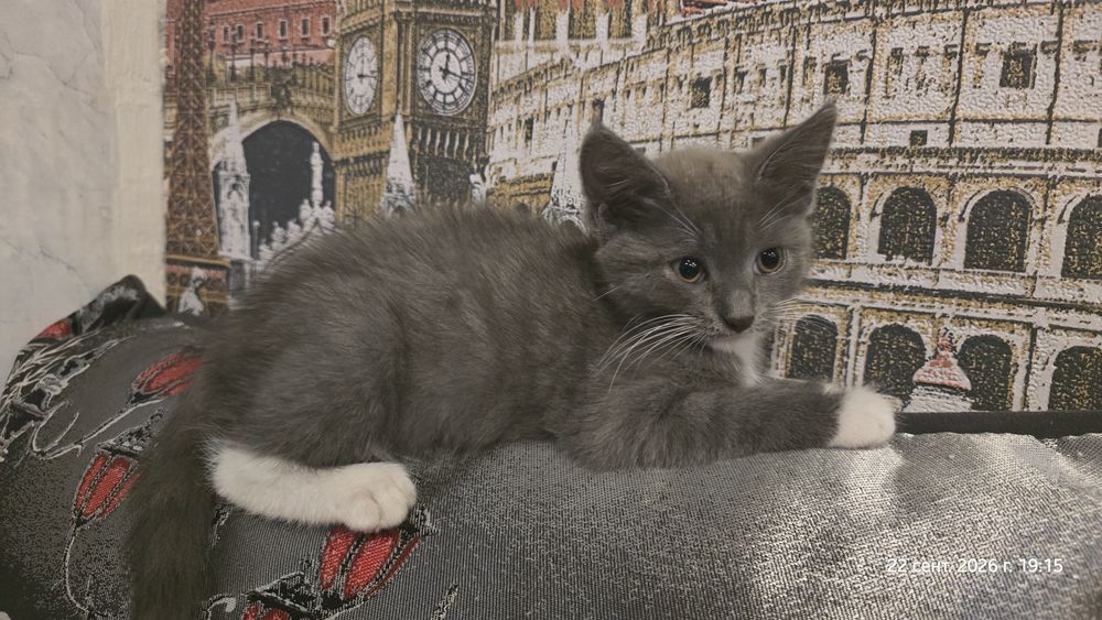 Отдам котят девочки