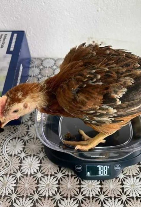 Avem pui alb de carne și rasă mixta
