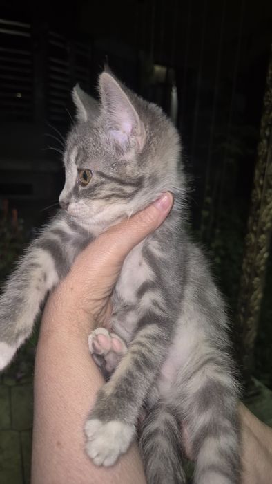 Котёнок самка , в добрые руки