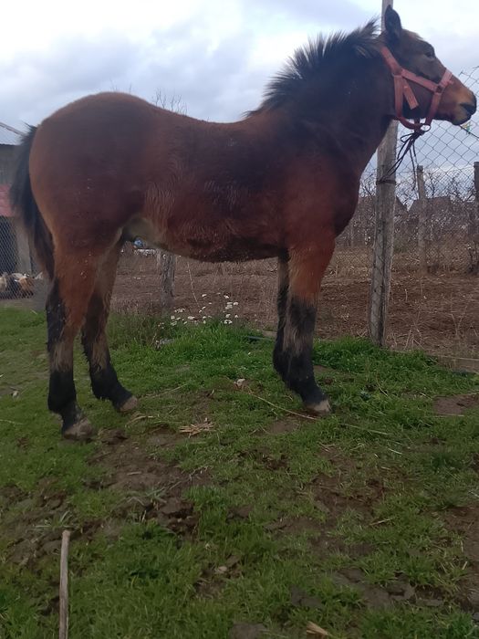 Mânz 11  luni. Preț 4000