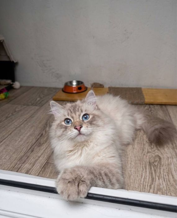 Отдам котика в добрые руки