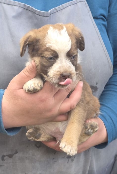 Отдам в добрые руки