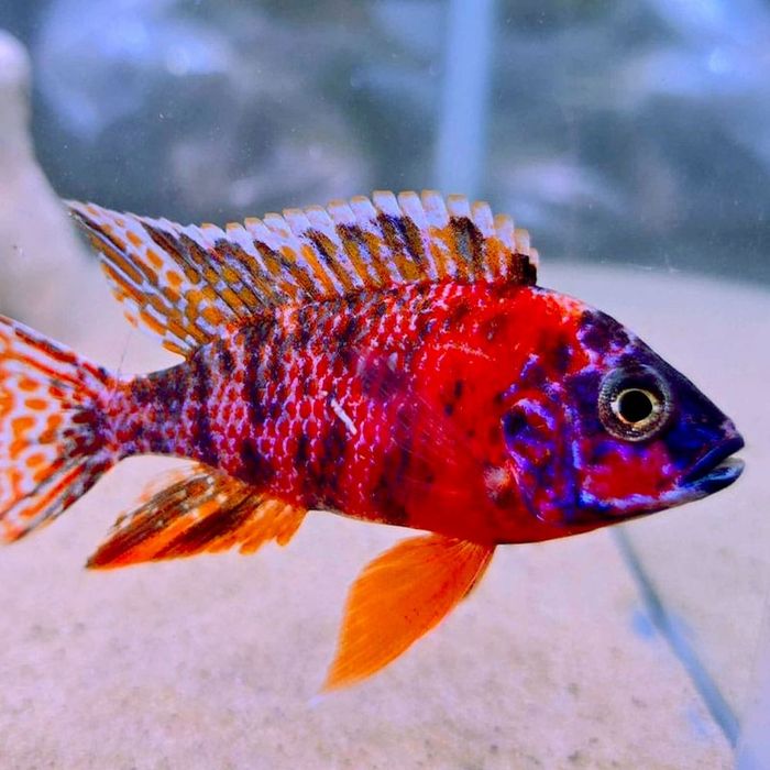 Akvarim baliqlari Malawi cichlid