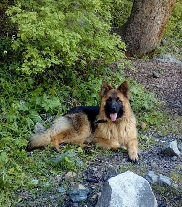 Немецкая овчарка. Вязка