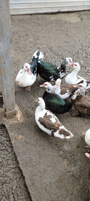 Утки шипуны 5000