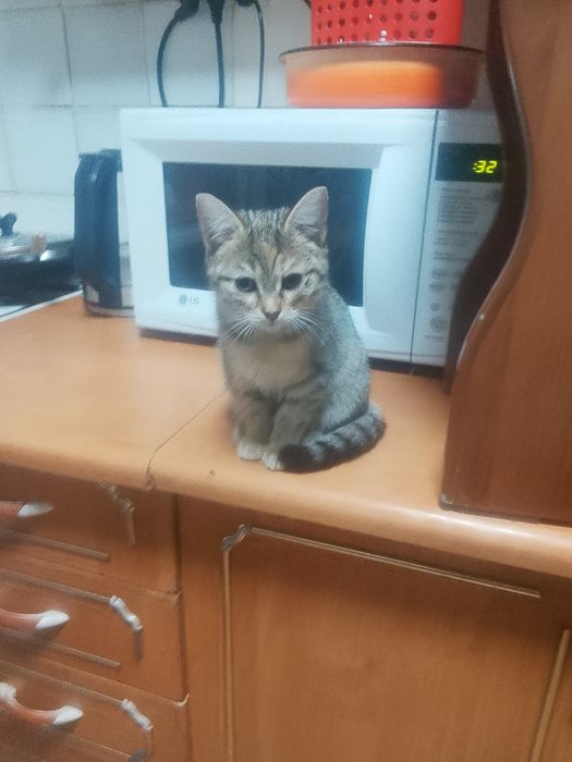 Даром животные котенок
